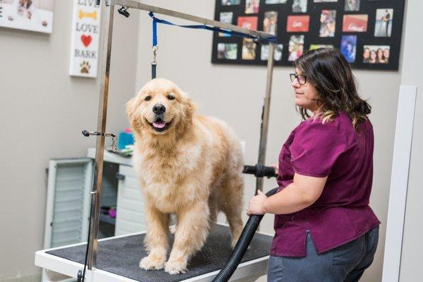 Pup getting groomed.