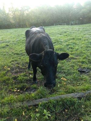 Close up of the cow getting friendly