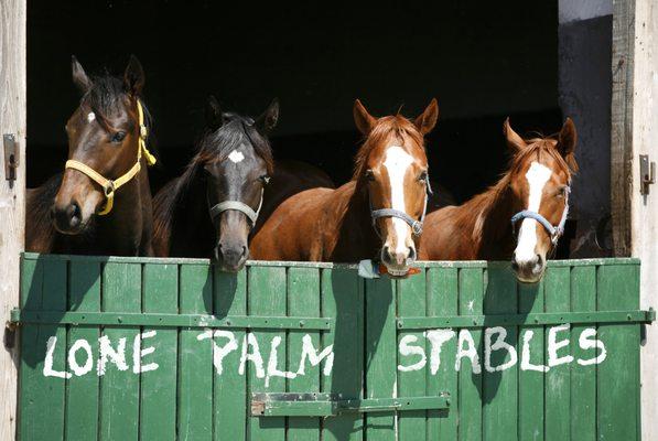 Lone Palm Stables