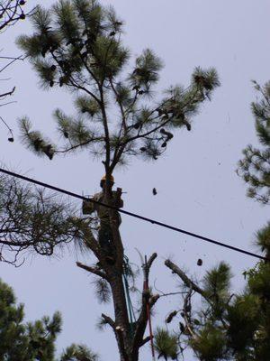 Line Clearing  (working around a powerline)