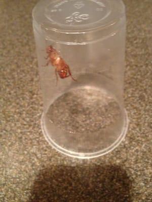 Roach from Buck and Buck managed home