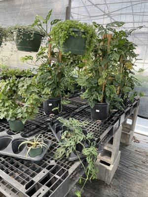 Brafford's Greenhouses