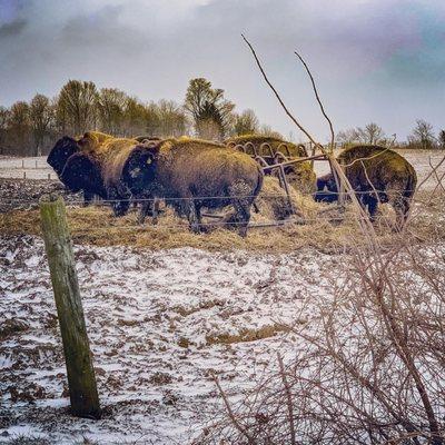 Red Run Bison Farm