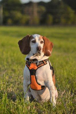 MILO almost everyone in Hunterdon County knows MILO, not me but Milo. And just added Milo's little. sz. BIG brother Bentley Basset 8 Months.