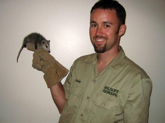 Wichita Wildlife Removal