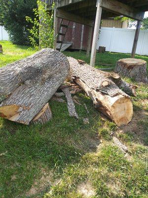 A tree that I have cut down.