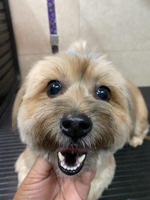 Mix shihtzu yorky grooming