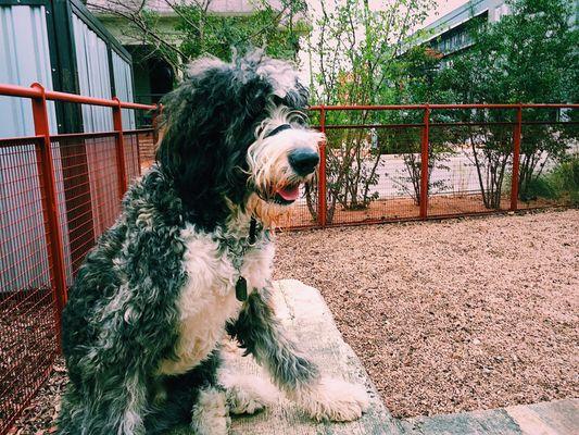 Scout the Bernedoodle