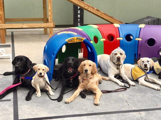 The pups in training at puppy class