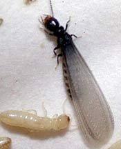 Subterranean termite