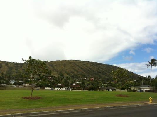 Newly Planted Trees