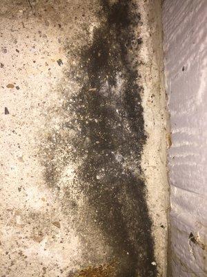 Mold on Exterior of Apartment