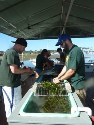 Upper Newport Bay Eelgrass Restoration Project