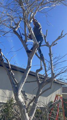 Pink orchid tree wasn't blooming and needed an emergency pruning.