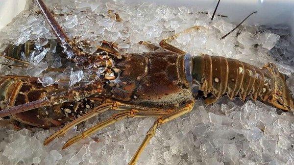 Fresh Florida Spiny Lobster (whole) $8.00/ Lb