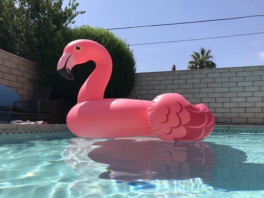 Couldn't leave Argus without getting a Giant Pink Flamingo! They gave it to me for a great price, so obviously I couldn't resist.