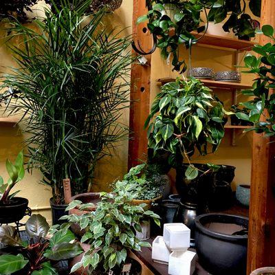 Visit our sun room  filled with lush indoor plants.