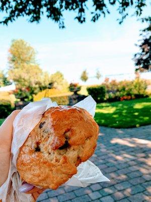 Chocolate Chip & Raisin Scone, fresh from the oven!