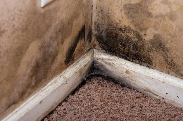 Water and mold claims