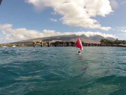 One of my favorite dive sites in Maui Mala Wharf