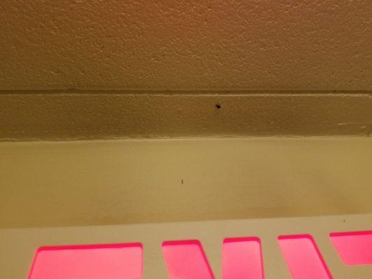 Proof of bed bugs in the hallways