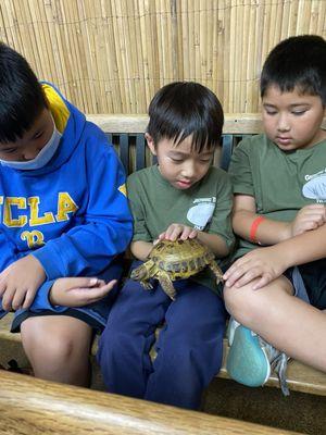 Turtle time hands on