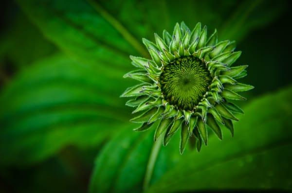 Green Flower: Cambridge, MA © Bimal Nepal