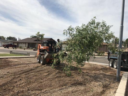 Tree transplant