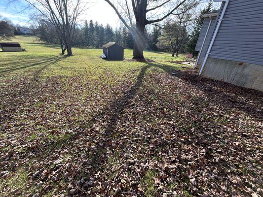 Big leaf cleanup job in backyard