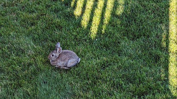 Wild bunnies greeted us each morning.
 Credit: www.AreYouThatWoman.com