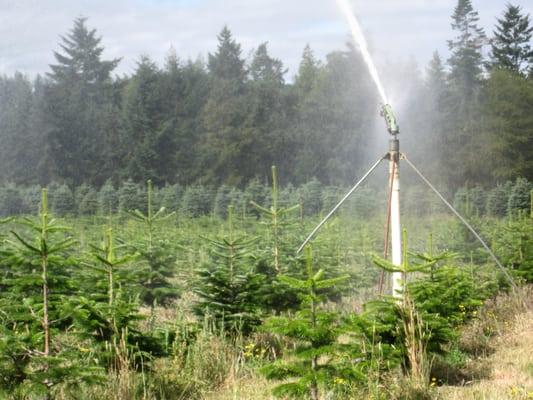 Fully irrigated Christmas tree farm