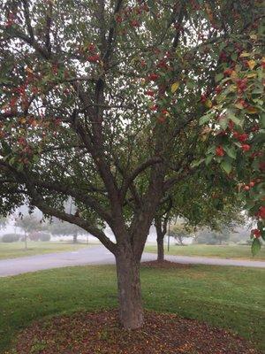 Cute fruit tree out front; strange little apples of some sort.