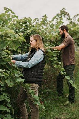 Agronomy Farm Vineyard