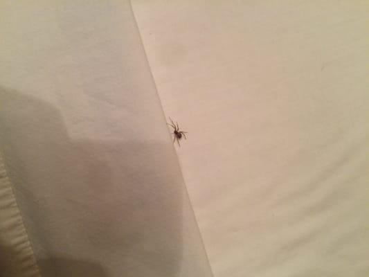 Spiders in the bed. Wtf!!! Do not stay here.