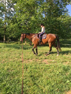 Our lesson horses are excellent with children