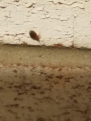 Proof of bed bugs in the hallways