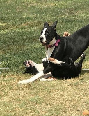 Sonya and Bella the beauty Great Danes