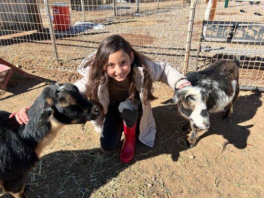 Our Goats that students get to work with in our animal husbandry program.