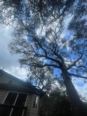 Tree after trimming.