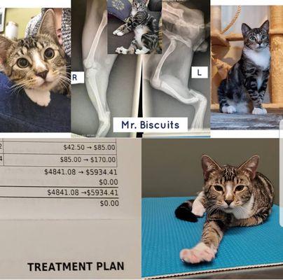 Mr. Biscuits treatment plan. Thank you Saving One Life- San Diego.