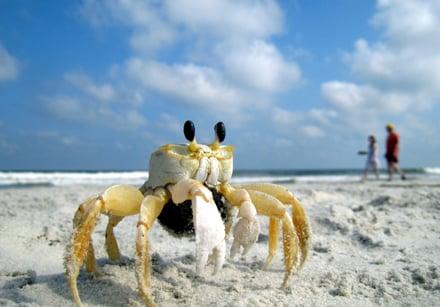 The perfect beach escape: http://www.seashorehhi.com/site/18294/Hilton-Head-Beaches.aspx