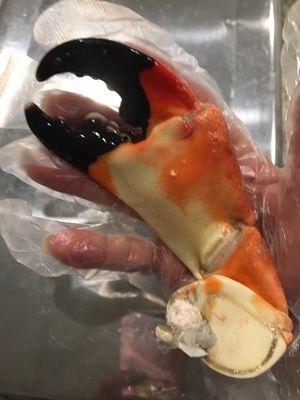 Jumbo Stone crabs