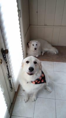 My two beautiful Pyrs after their Halloween grooming