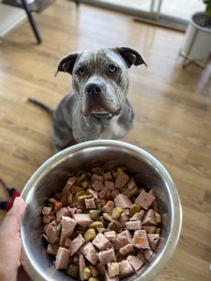 Kane getting ready for his meal.