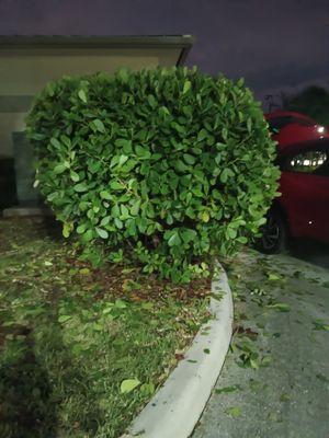 Giving the hedge a shape