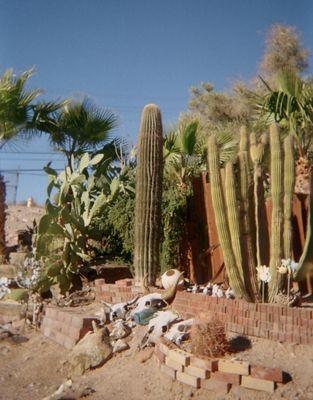 Beautiful cactus garden out back