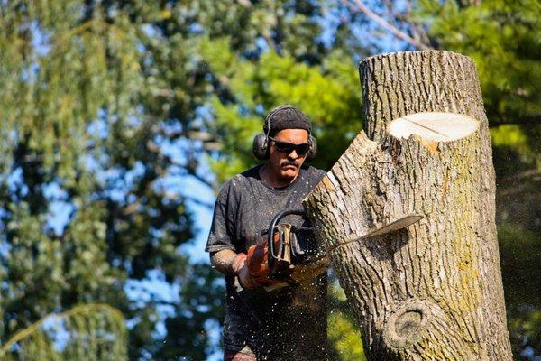 A C Expert Tree Care