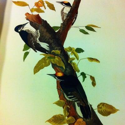 Picture from Birds of America, part of the schools rare book collection. Only 2 other copies of this collection are in Minnesota