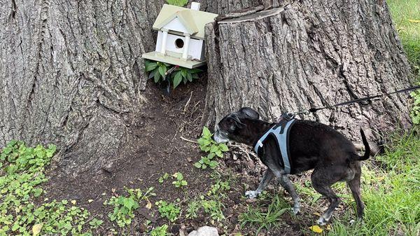 World's greatest pup exploring off the beaten road path as we toured the grounds