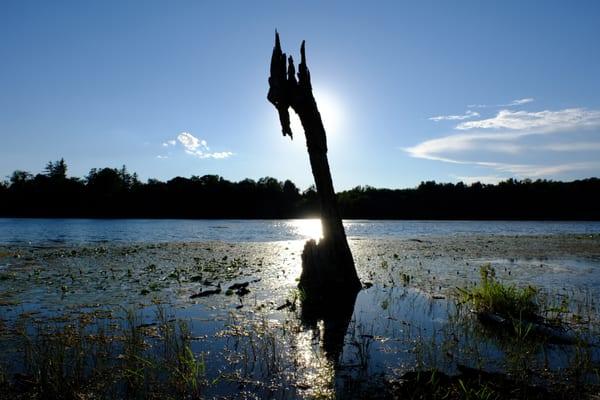 An old tree trunk in the pond.